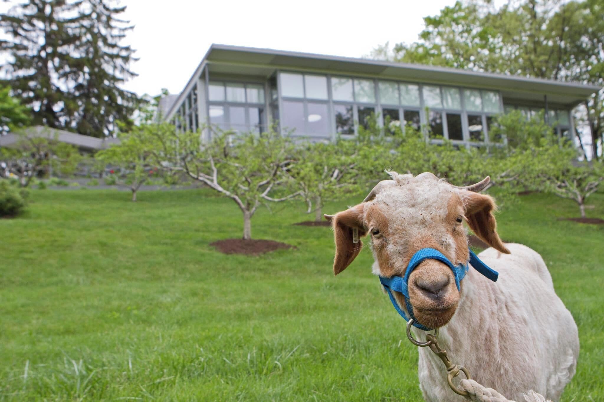 A goat with a blue halter in a grassy field with a modern building in the background.