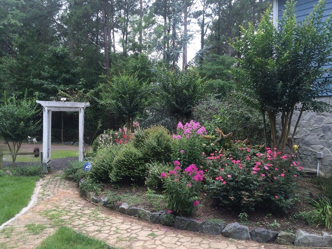 Un jardín con un sendero de piedra, una pérgola blanca y arbustos de flores rosadas.