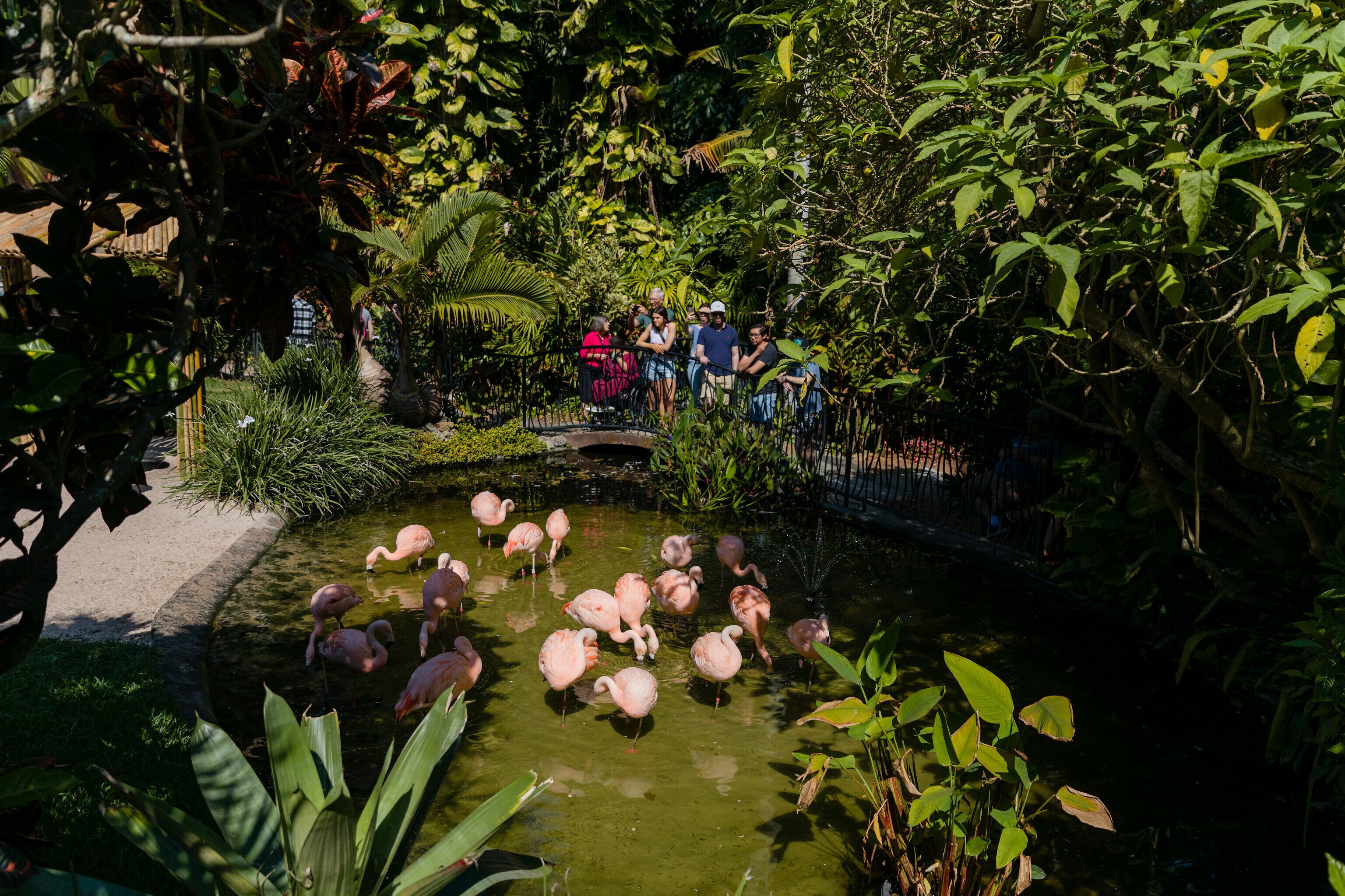 Un jardín con un estanque, flamencos y un grupo de personas.