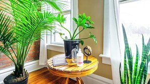 A room with a potted plant, a small table with a book and a bottle, and a window with a view of trees. - The Parkside by Jungle House – Short North Boutique Suites (Columbus)
