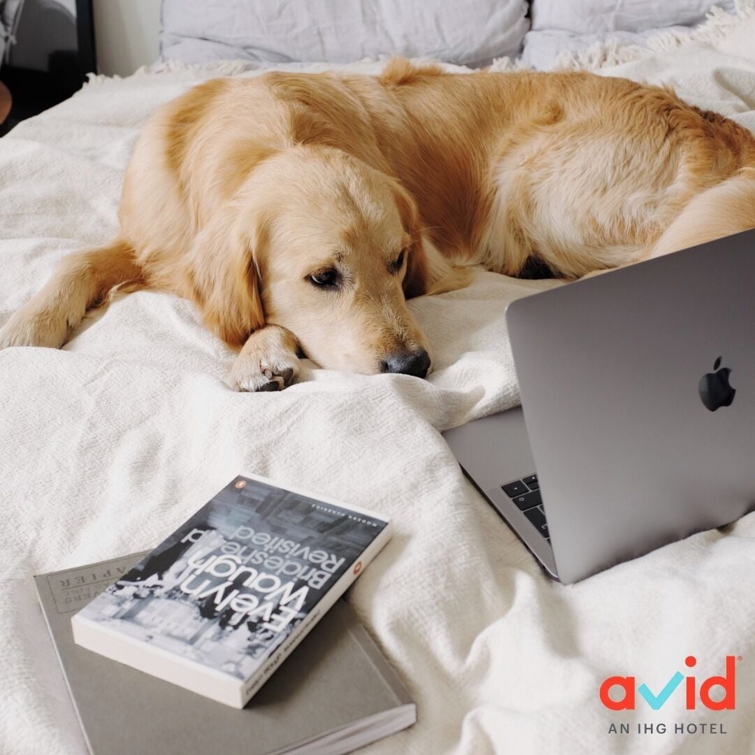 A golden retriever lying on a bed with a laptop and a book.