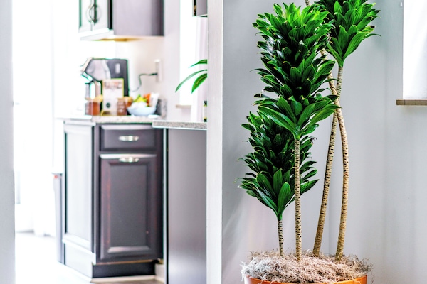 55-inch Smart TV with digital channels, Netflix, Hulu