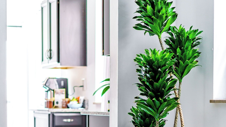 Jungle House Modern Lofts – Arena District & Short North