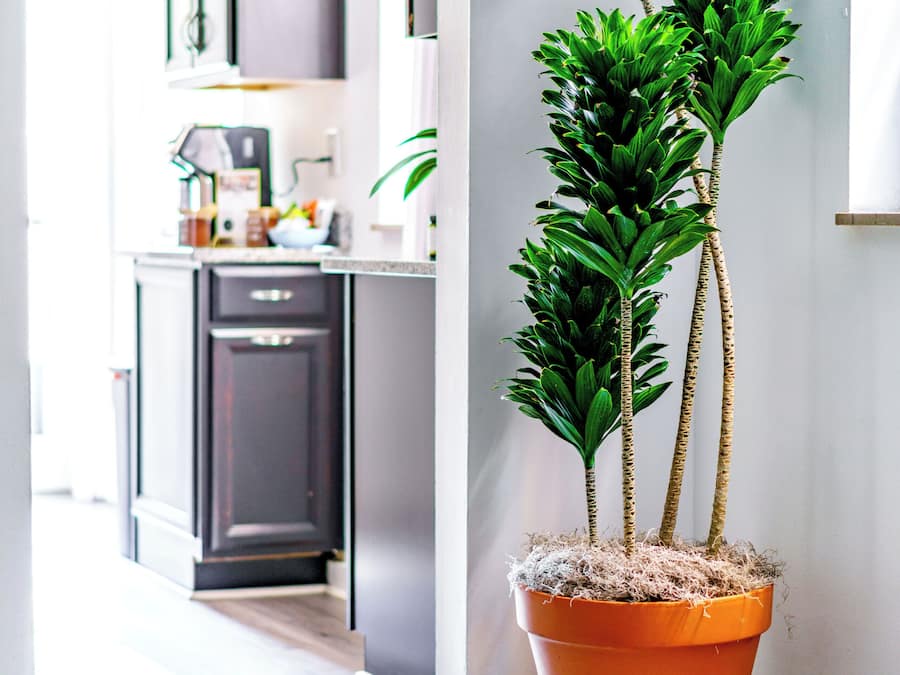 Apartamento luxo | Área de estar | Smart TV 55 polegadas com canais digitais, Netflix, Hulu