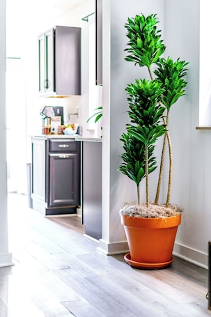 Casa Uno | Living area. Jungle House Modern Lofts – Arena District & Short North