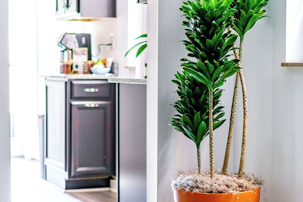 Casa Uno | Private kitchen | Full-size fridge, microwave, oven, stovetop