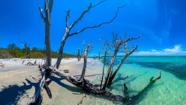 Ein Strand mit klarem türkisblauem Wasser und einem trockenen Baumstamm im Sand.