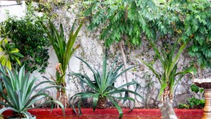Een tuin met verschillende planten en een rode bakstenen muur.