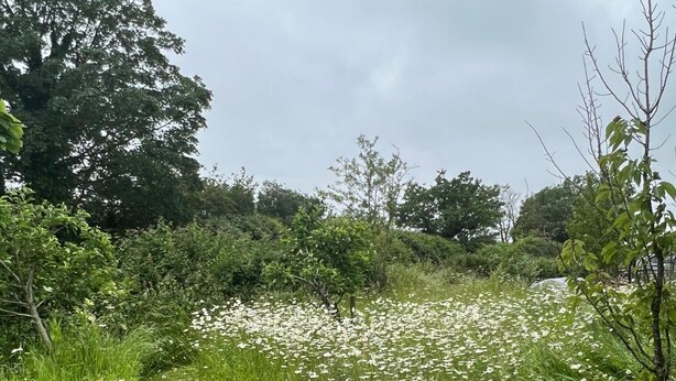 Een begroeiing met witte bloemen en bomen op de achtergrond.