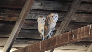 Zwei Eulen sitzen auf einem Holzbalken unter einer rustikalen Holzdielendecke.