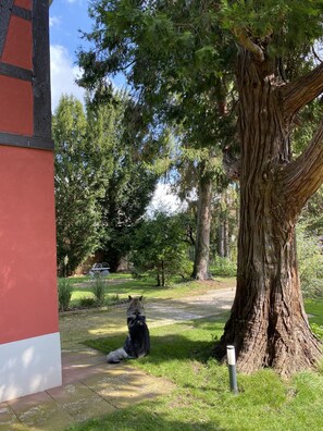 A tree-lined pathway with a large tree trunk, a metal fence, and a grassy area. - The Sequoia, an enchantment among trees (Ostheim)