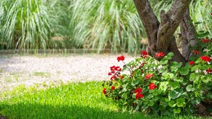Een tuin met een boom, rode bloemen en groen gras.