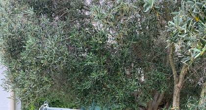 Superbe Maison Avec Grand Jardin