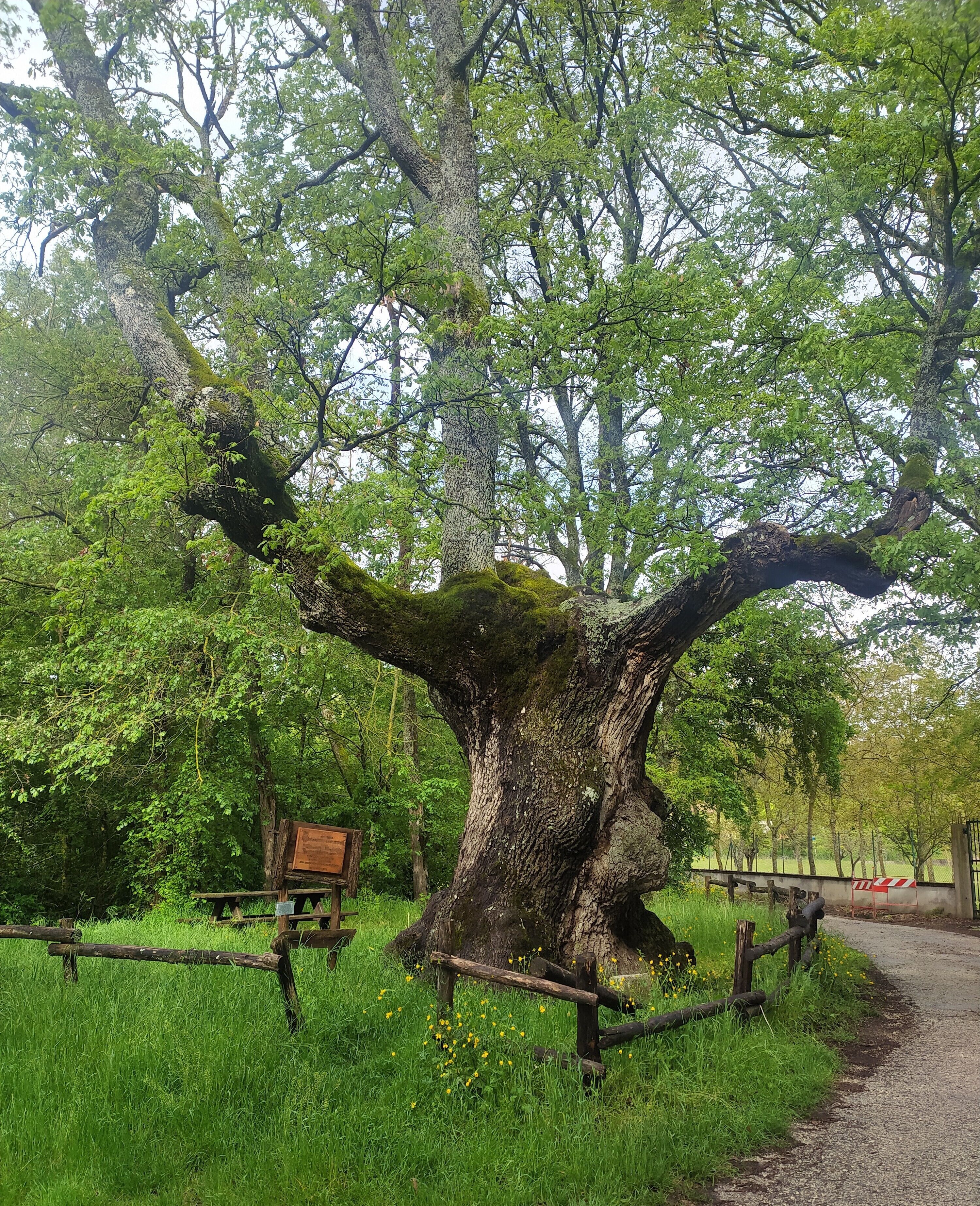 Un gran árbol con un tronco grueso y ramas extendidas, rodeado de abundante follaje y un banco de madera.