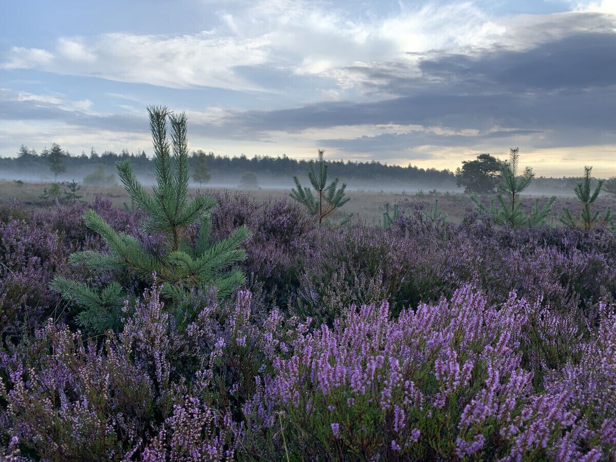 Un campo di brugo viola con pini sullo sfondo.