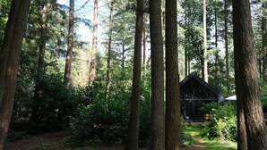 A cabin in a forest with tall trees and a path leading to it. - Fantastic luxury forest house | Unwind in nature (Emst)