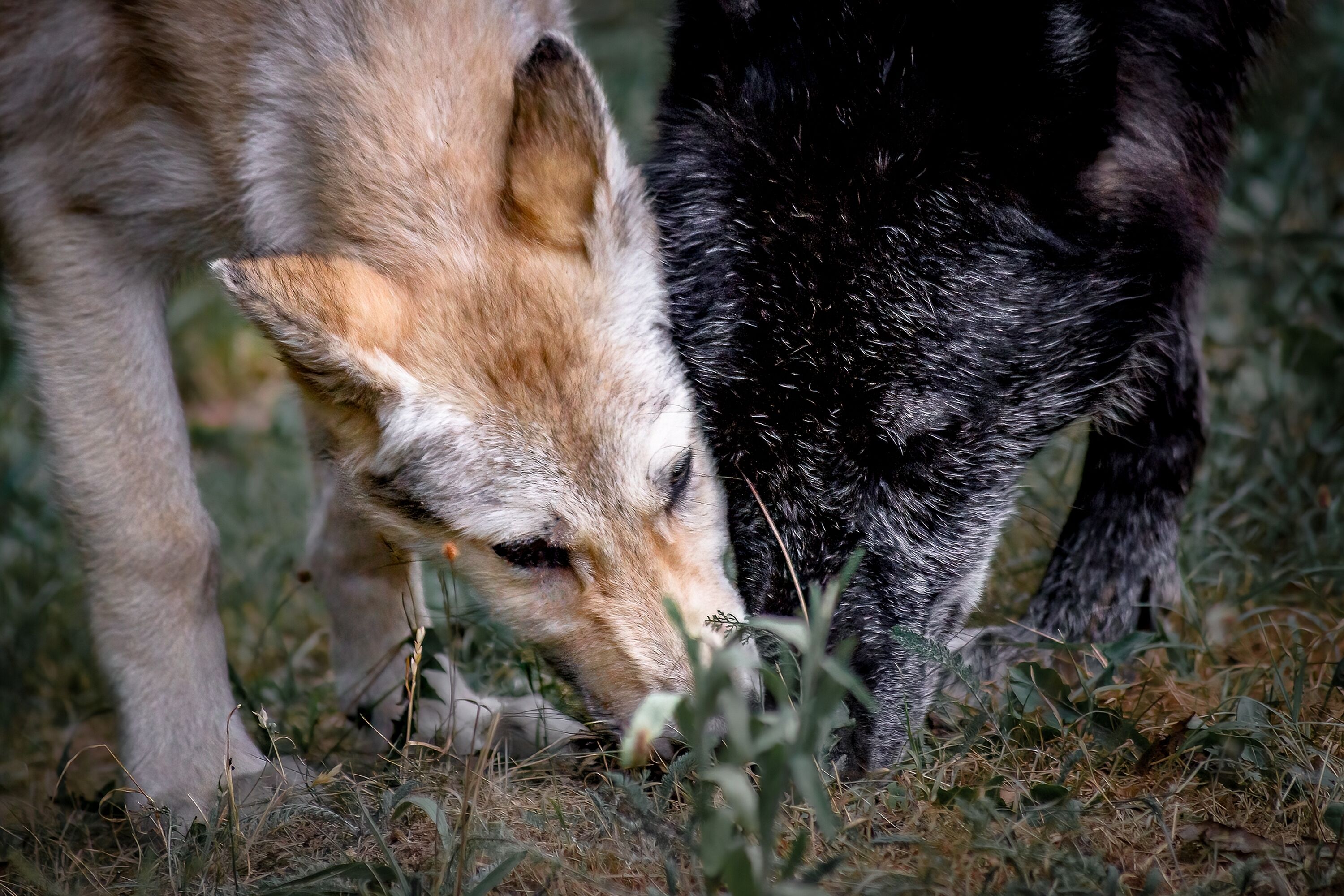 A close-up of a dog with a light brown and black coat, grazing in a grassy area.