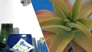 Et værelse med en blå stol, et lille bord, en hængende lampe og en stor aloe plante.