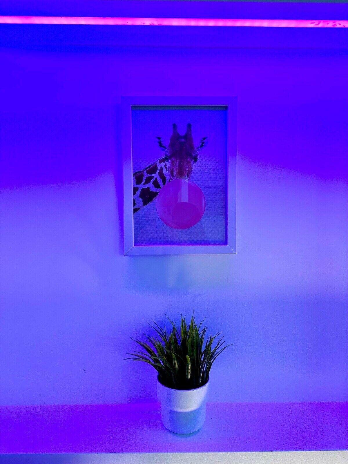 A framed picture of a giraffe with a pink object on a wall, and a potted plant below it.