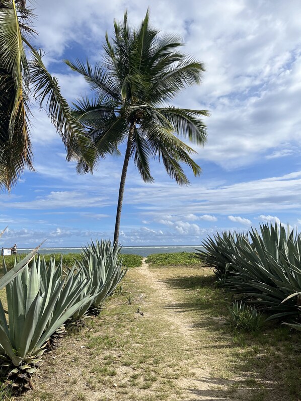 A pathway leading to a beach with palm trees and agave plants.