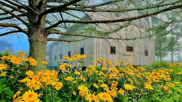 A rustic wooden building with multiple windows, surrounded by a lush garden of yellow flowers and a large tree. - Cozy Cabin at Farm Stay in Maine (Turner)