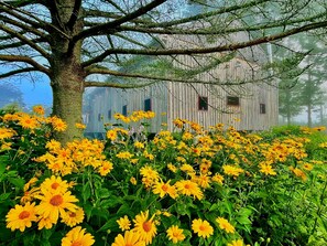 A rustic wooden building with multiple windows, surrounded by a lush garden of yellow flowers and a large tree.