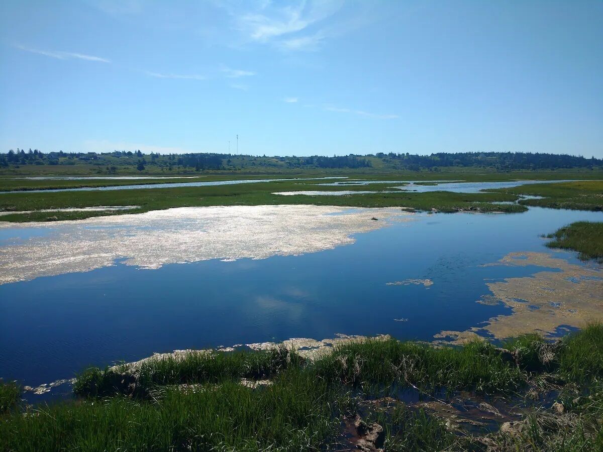 Un paysage naturel comprenant une étendue d’eau importante, des zones herbeuses et une ligne d’arbres à l’horizon.