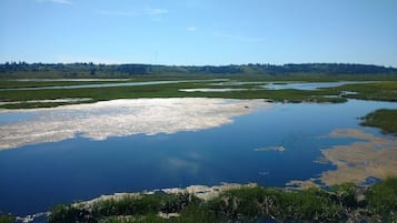 Un paysage naturel comprenant une étendue d’eau importante, des zones herbeuses et une ligne d’arbres à l’horizon.