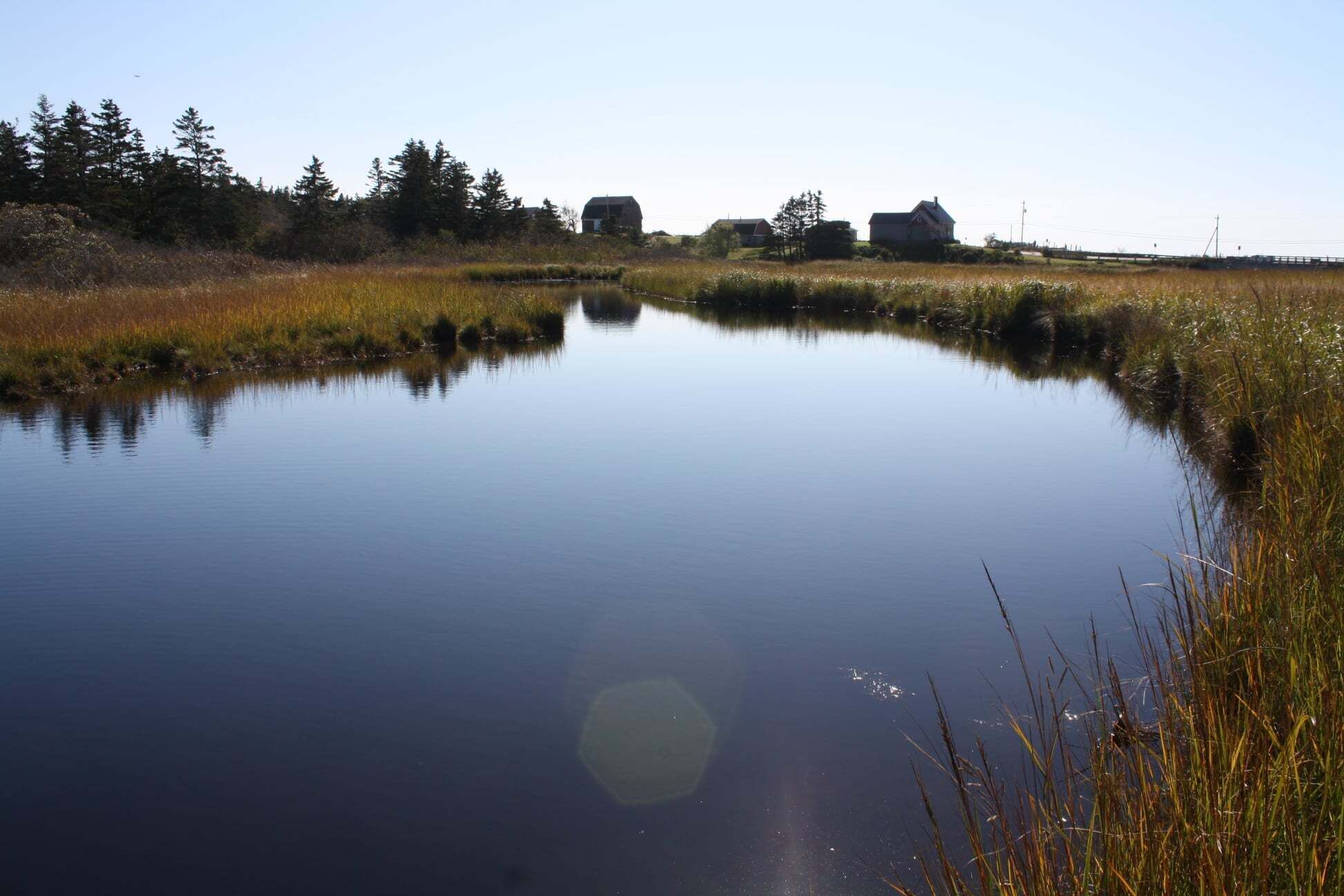 A calm body of water surrounded by tall grasses and trees, with a few buildings in the background.