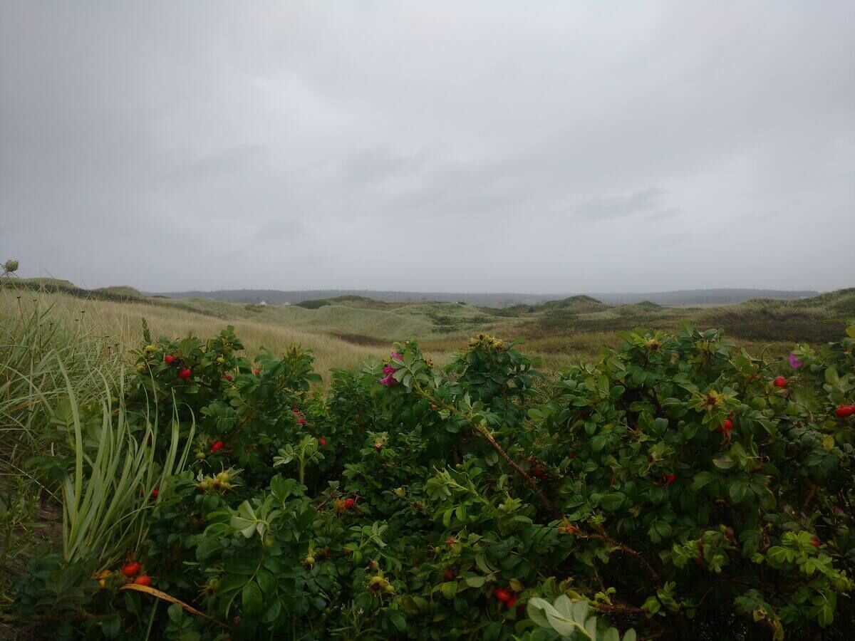 Paisagem natural com colinas ondulantes e um campo de vegetação verde.