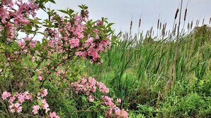 A natural landscape with pink flowering shrubs and tall grasses. - Riverside Retreat of Mavillette (Mavillette)