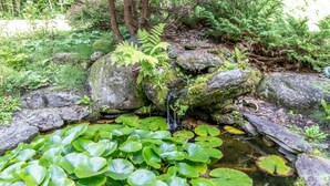 Un estanque natural con nenúfares y una pequeña cascada rodeado de rocas helechos.