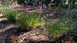 Una hamaca entre árboles en un jardín con flores moradas.