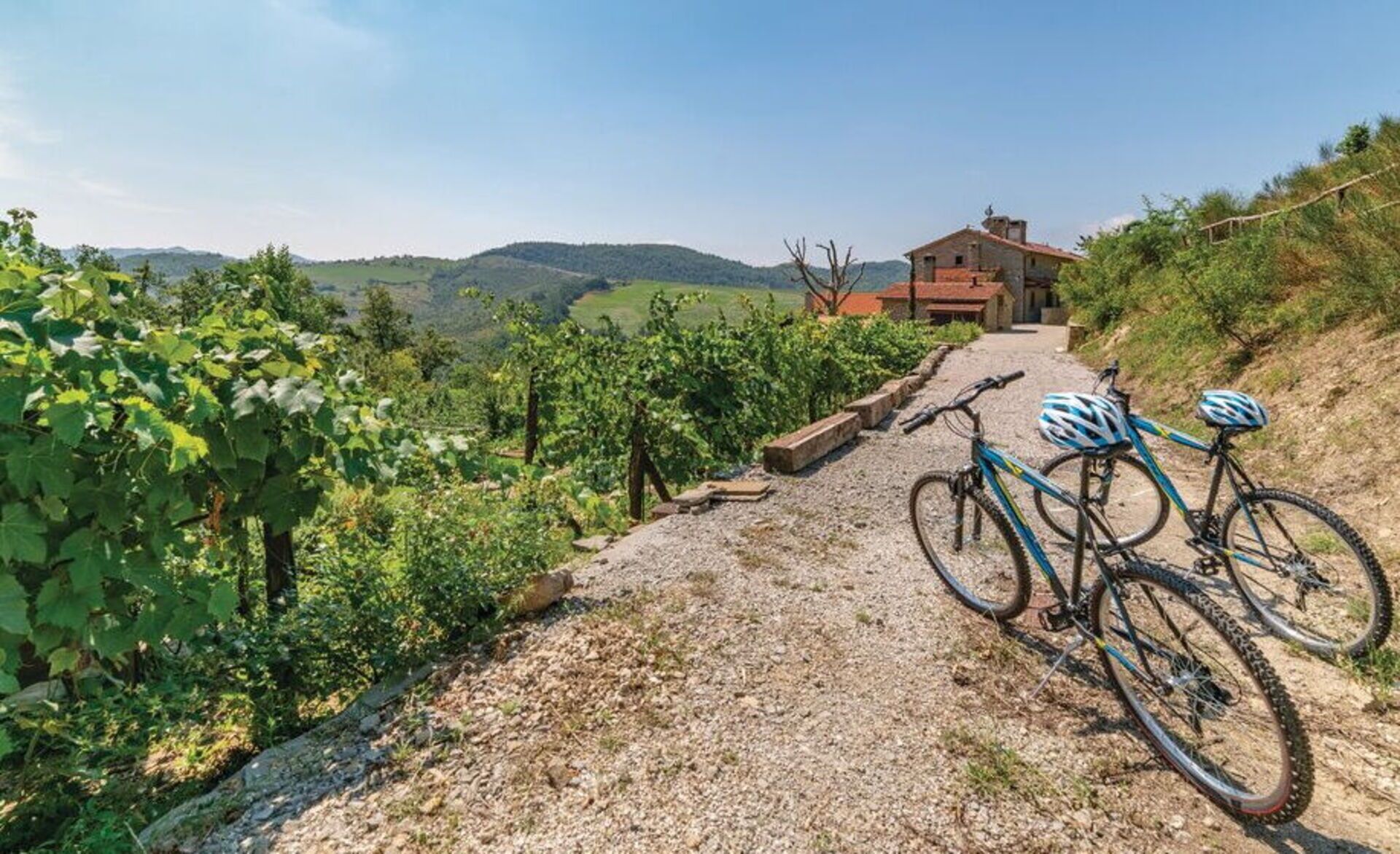 A gravel path leading to a rustic house surrounded by vineyards.