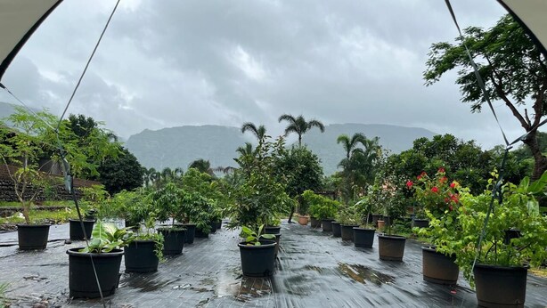 Un invernadero con hileras de plantas en macetas y suelo húmedo, señal de lluvia reciente.