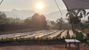 Una carpa con una mesa y sillas, una bandeja con una taza y un plato, y vista a un jardín con plantas y una montaña al fondo.