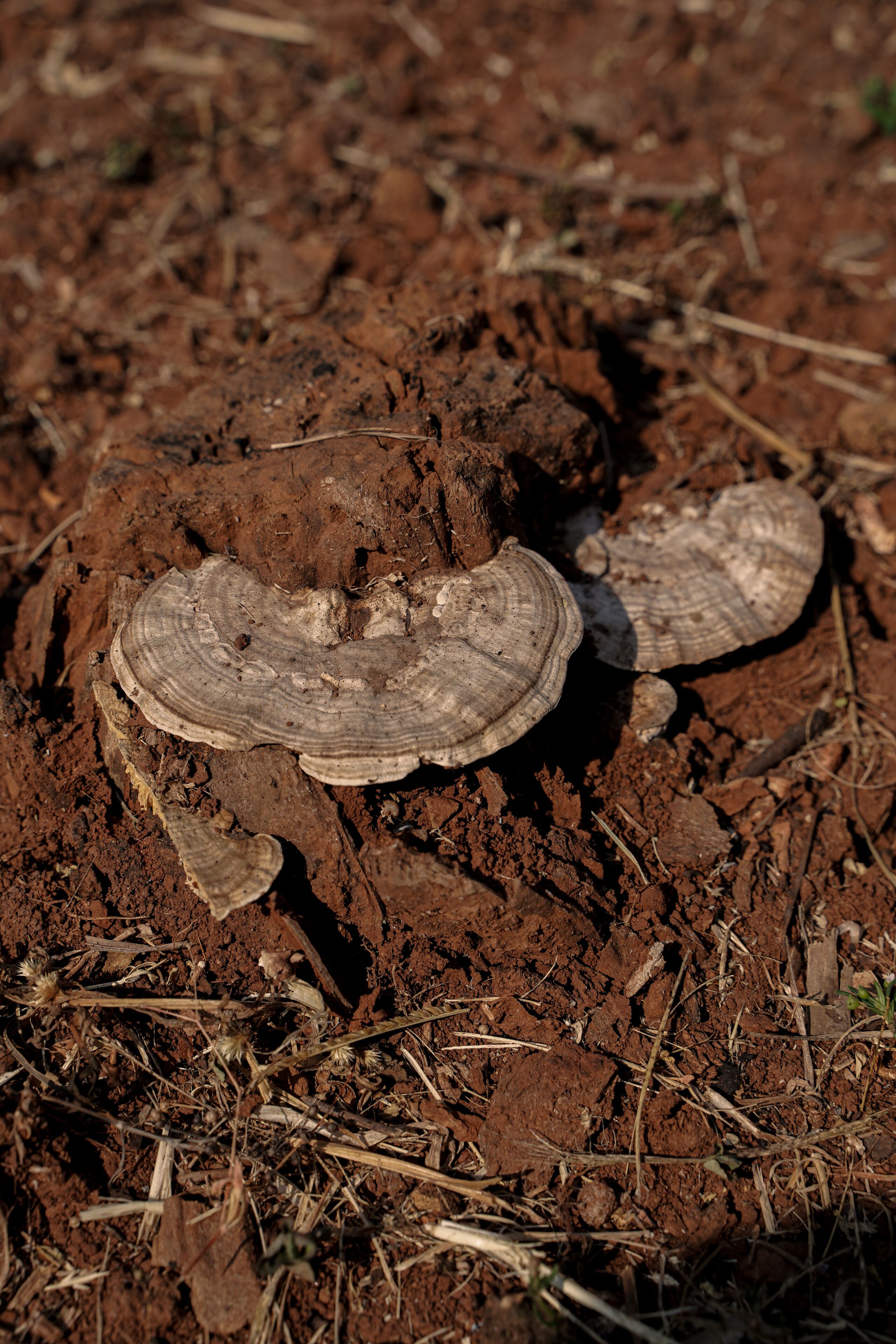 Primer pla d'un bolet que creix a terra.