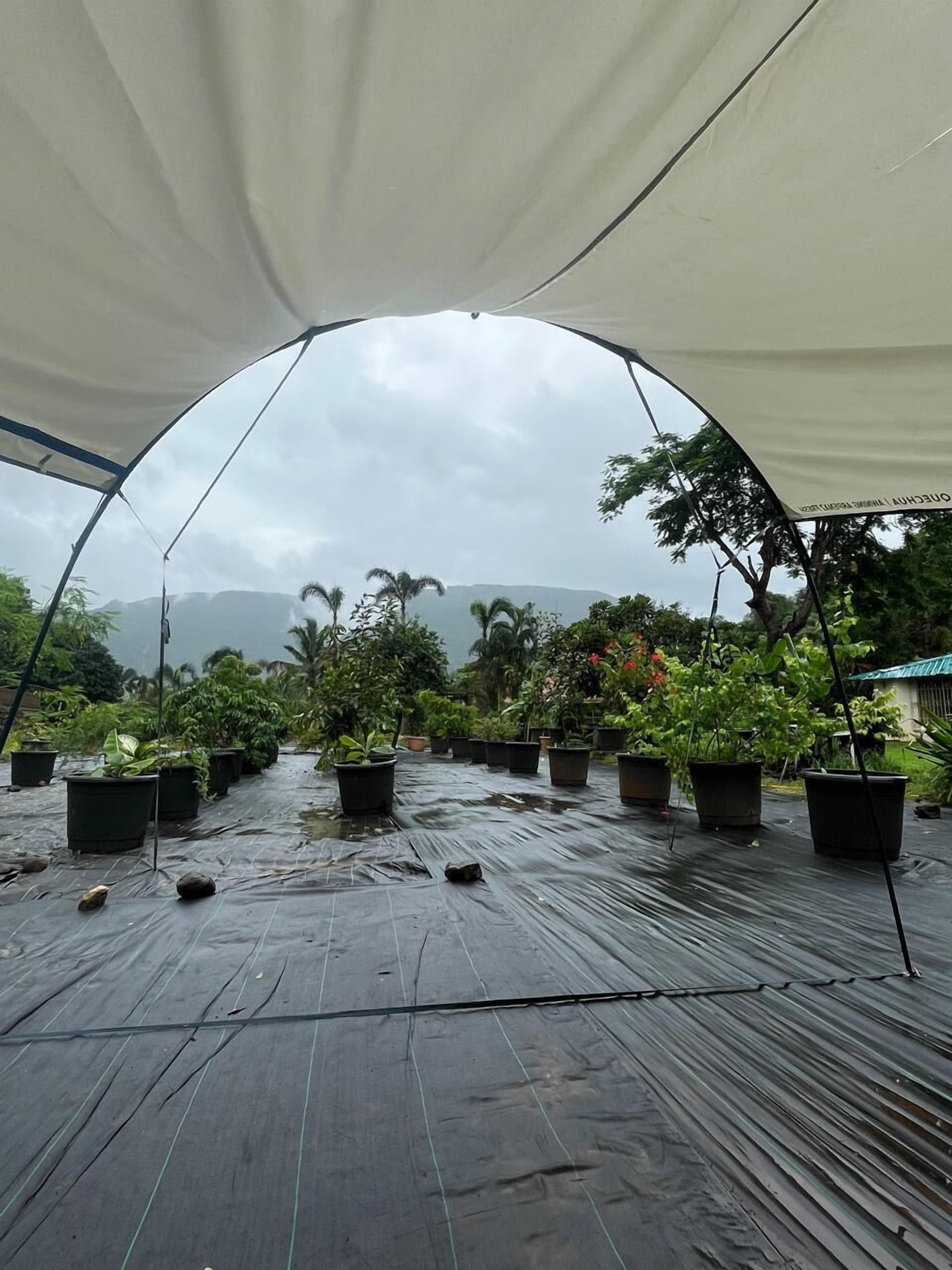Standard Tent