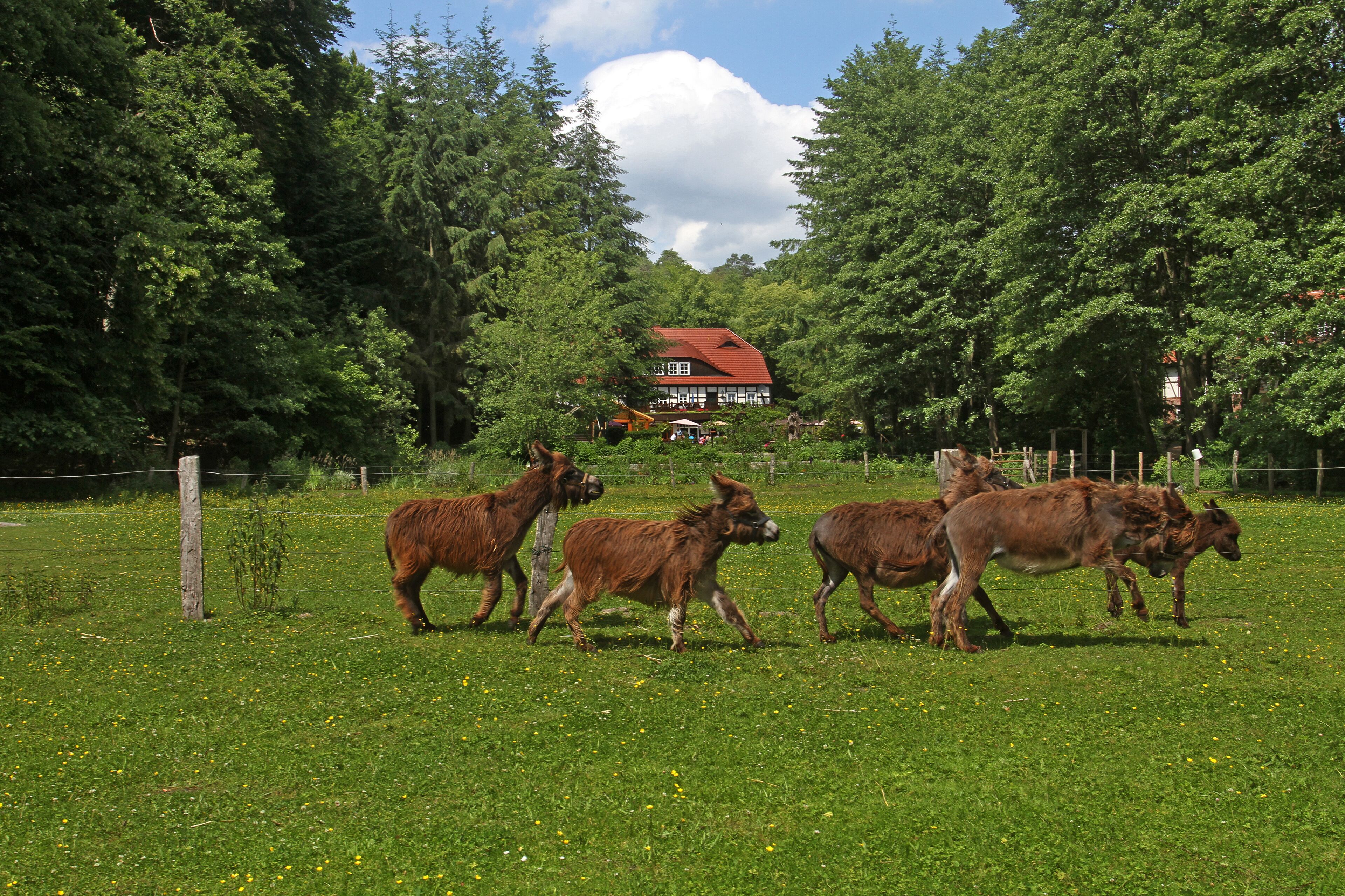 Un paysage rural avec une maison à toit rouge, entourée d’arbres verdoyants et d’un champ herbeux.