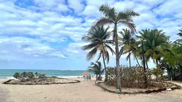 A beach with palm trees, a sandy path, and a small structure with an orange roof.