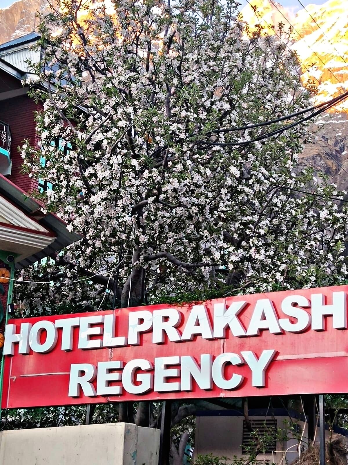 A sign for Hotel Prakash Regency with a backdrop of blooming trees.