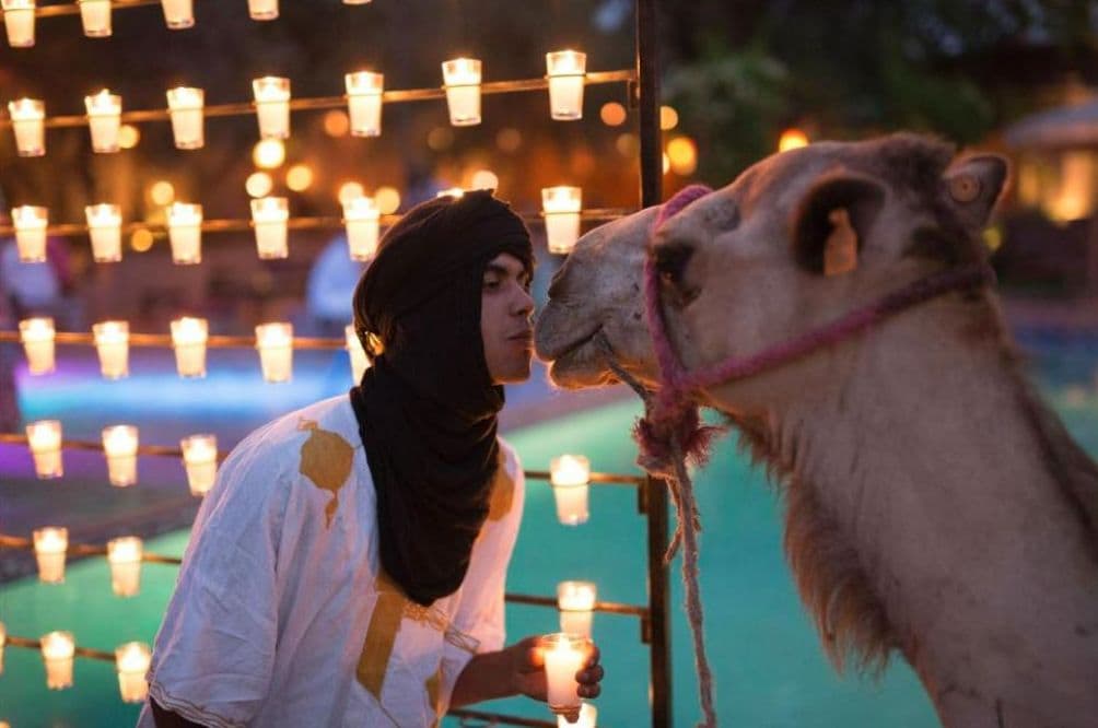 A person interacting with a camel in an outdoor setting with string lights in the background.