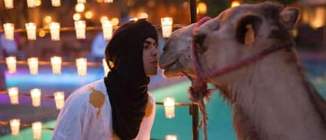 A person interacting with a camel in an outdoor setting with string lights in the background.
