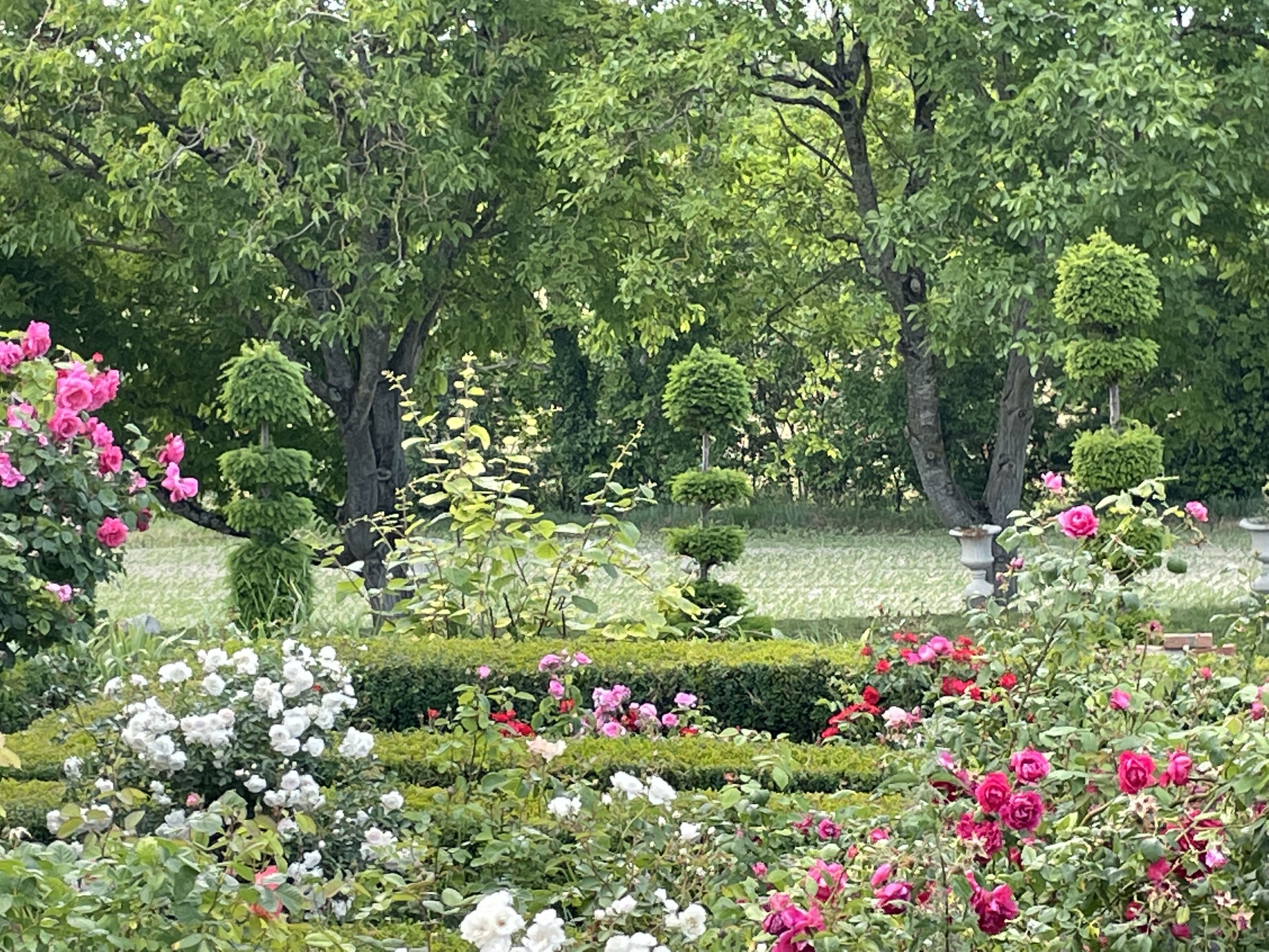 A garden with various flowering plants and neatly trimmed hedges.