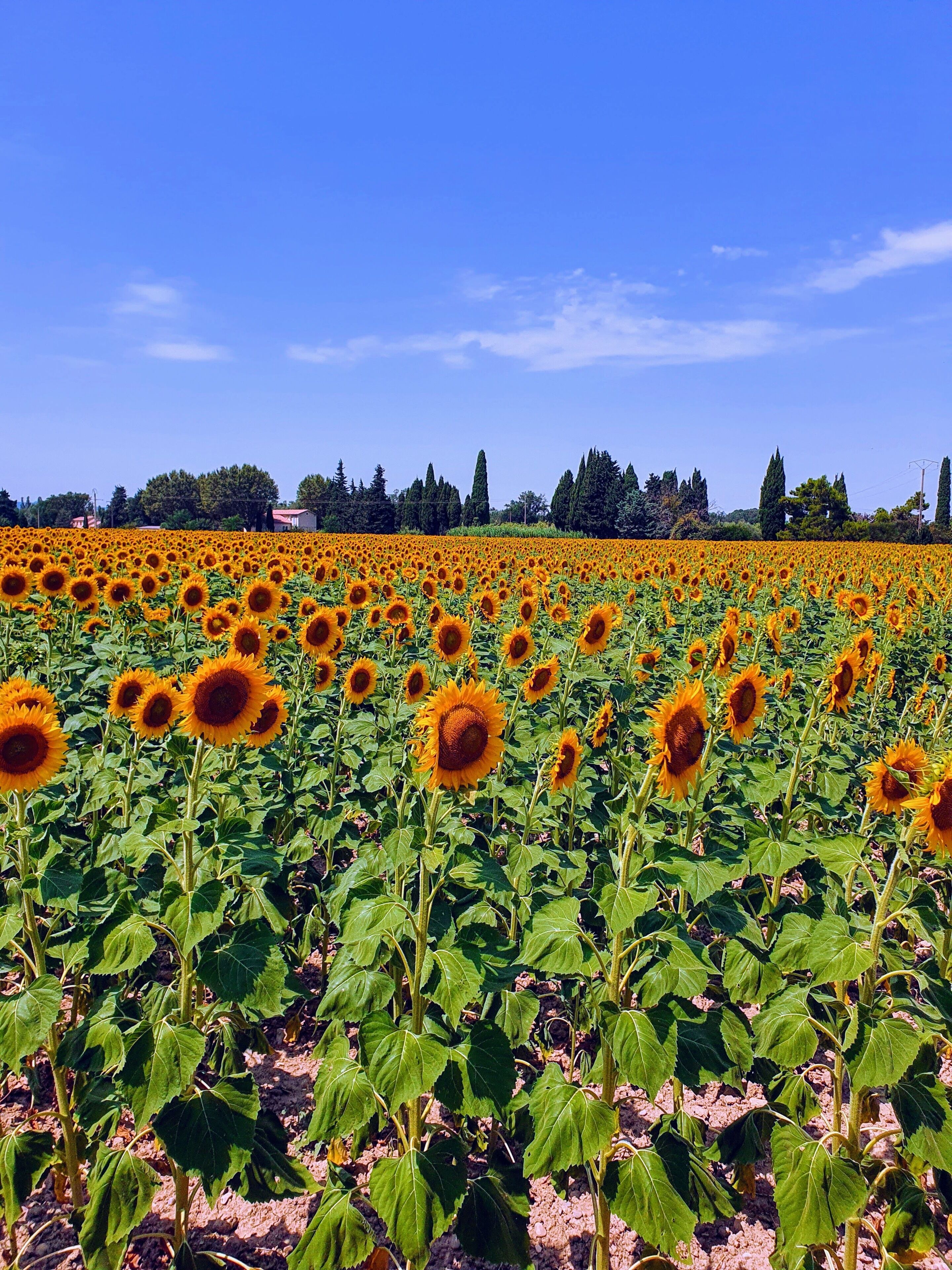 Un champ de tournesols sous un ciel dégagé.
