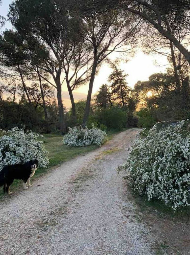 A gravel path in a wooded area with dense trees and bushes.
