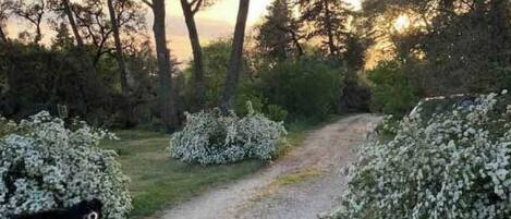 A gravel path in a wooded area with dense trees and bushes.