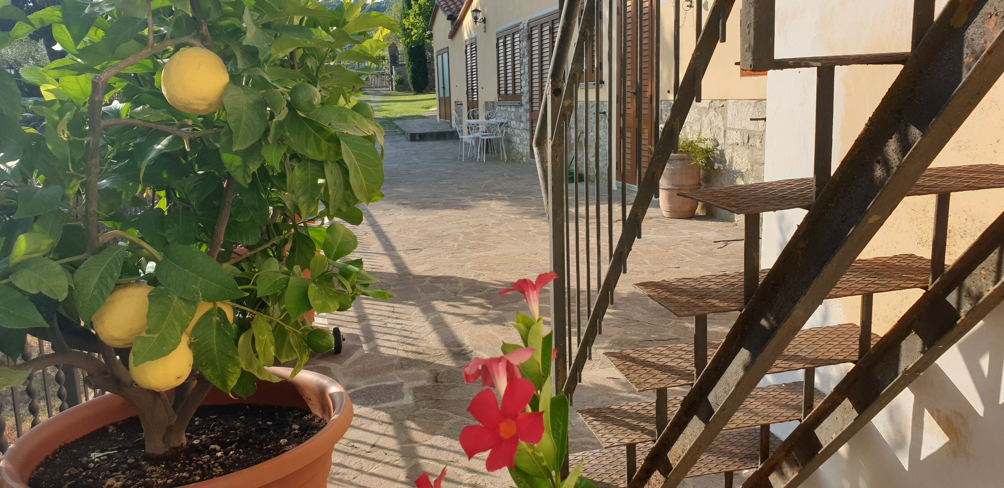 Un limonero en maceta con frutos, una flor roja y una escalera que lleva a un edificio con suelo de baldosas y mobiliario exterior.