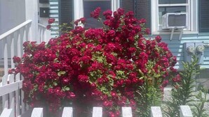 Una casa con un recinto bianco a stecche, una scalinata e un cespuglio di fiori rossi di fronte.