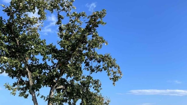 Une terrasse dotée de meubles en osier et d’un arbre surplombant une étendue d’eau.